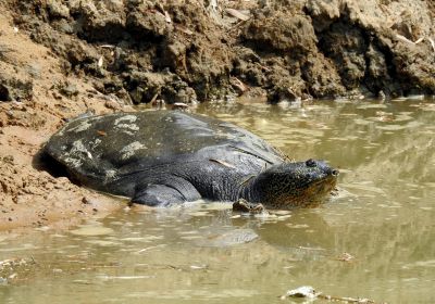 Rafetus swinhoei – Jangtse-Riesenweichschildkröte