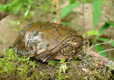Sternotherus depressus – Flache Moschusschildkröte