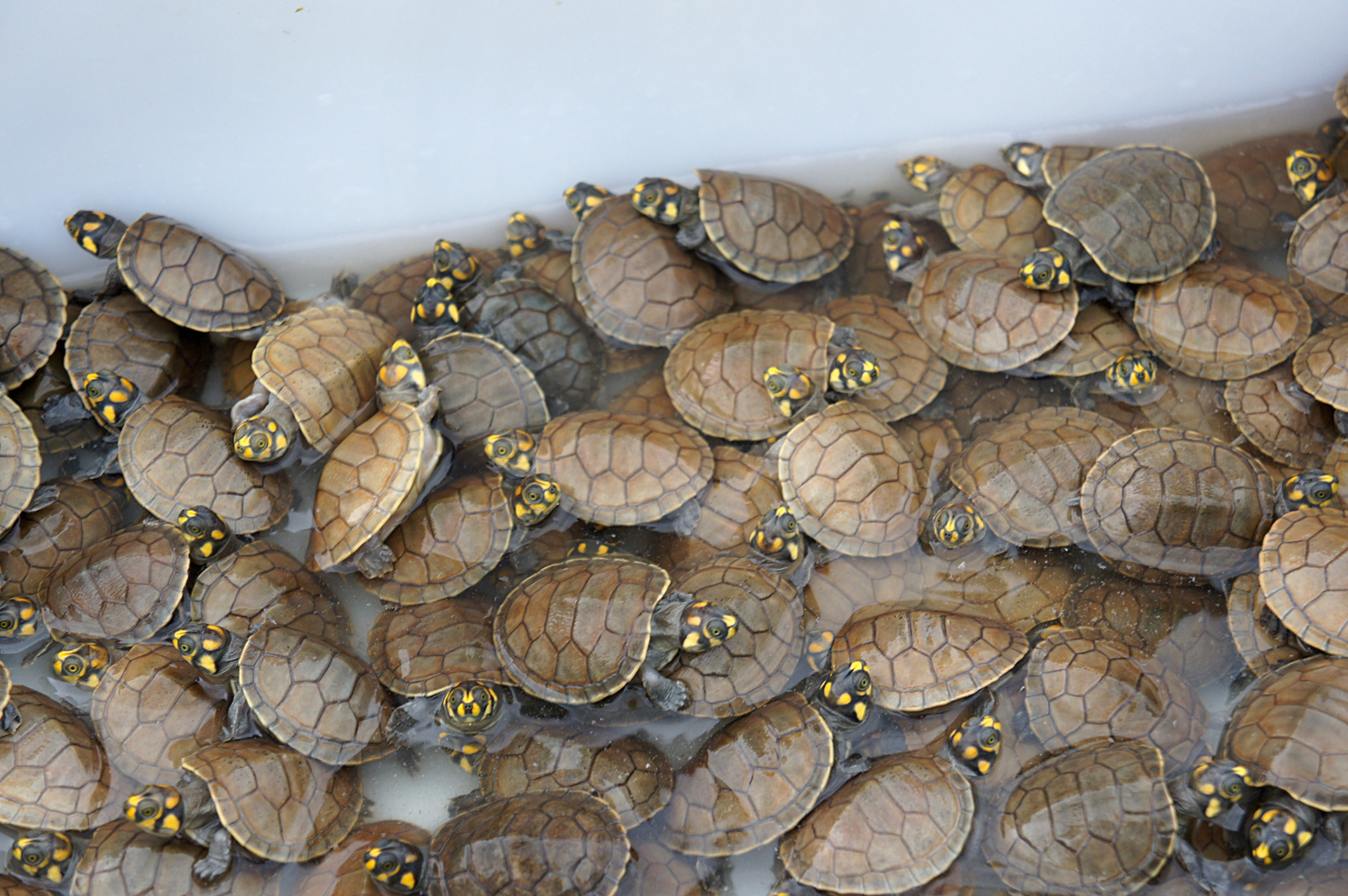 Terekay-Schienenschildkröte, Podocnemis unifilis – © José Erickson