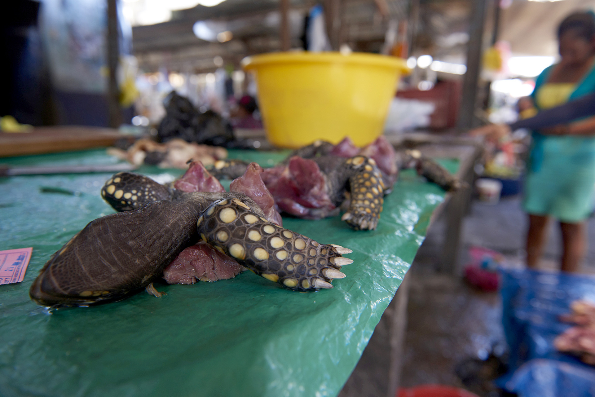 Der Iquitos-Fleischmarkt in Peru, hier eine zerlegte Waldschildkröte, Chelonoidis denticulata. – © Fernando Carniel Machado