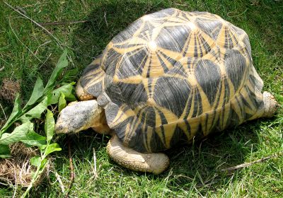 Astrochelys radiata – Strahlenschildkröte