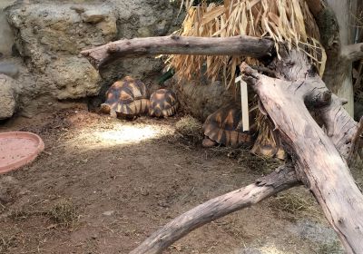 Astrochelys yniphora – Madagassische Schnabelbrustschildkröte