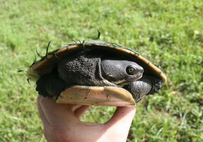 Emydura macquarii – Breitrand-Spitzkopfschildkröte