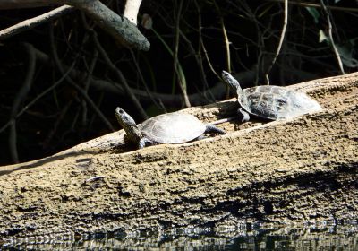 Mauremys rivulata – Westkaspische Schildkröte
