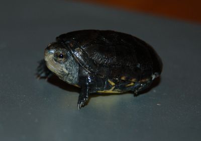 Kinosternon cruentatum – Rotwangen-Klappschildkröte