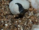 Rotwangen-Klappschildkröte, Kinosternon cruentatum, ein Schlüpfling, – © Michael Daubner