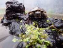 Chinesische Dreikielschildkröte, Mauremys reevesii, – © Hans-Jürgen Bidmon
