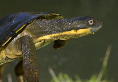 Myuchelys georgesi – Bellinger-Schnappschildkröte
