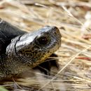 Pazifische Sumpfschildkröte, Actinemys marmorata, – © H. Bradley Shaffer