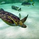 Grüne Meeresschildkröte, Chelonia mydas, – © Hans-Jürgen Bidmon