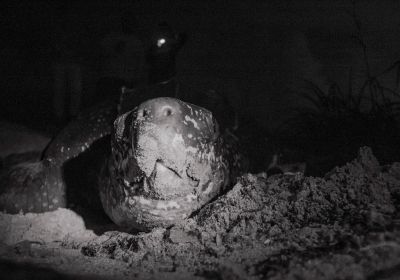 Dermochelys coriacea – Lederschildkröte