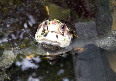 Leucocephalon yuwonoi – Sulawesi-Erdschildkröte