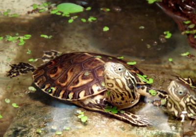 Mauremys leprosa – Maurische Bachschildkröte