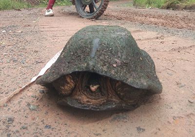 Malaiische Plattrücken-Schildkröte, Notochelys platynota, – © Sami Asad