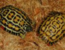 Flachrückenschildkröte, Pyxis planicauda, – © Bildautor der Redaktion bekannt