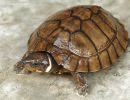 Philippinen-Erdschildkröte, Siebenrockiella leytensis, – © Y. Emerson