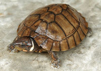 Siebenrockiella leytensis – Philippinen-Erdschildkröte