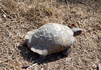 Testudo graeca – Maurische Landschildkröte