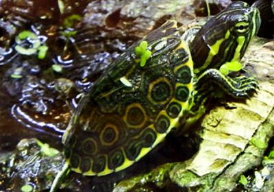 Trachemys venusta – Mittelamerikanische Schmuckschildkröte