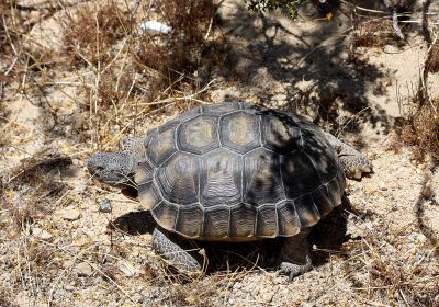 Gopherus agassizii – Kalifornische Gopherschildkröte