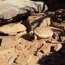 Boulengers Flachschildkröte, Homopus boulengeri, ein Schlüpfling, Fundort: Northern Cape, South Africa – © Victor Loehr