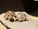 Sporn-Flachschildkröte, Homopus femoralis, Geschwisterpaar aus einer Nachzucht– © Victor Loehr