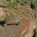 Gesägte Flachschildkröte, Homopus signatus, südliche Form (vormals Homopus signatus cafer), Fundort: Western Cape, South Africa – © Victor Loehr?