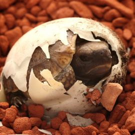 Westafrikanische Glattrandgelenkschildkröte, Kinixys belliana nogueyi, Schlupf in menschlicher Obhut – © Victor Loehr ➚