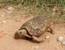 Spekes Gelenkschildkröte, Kinixys spekii, ein weibliches Exemplar, Fundort: Limpopo, South Africa – © Victor Loehr ➚