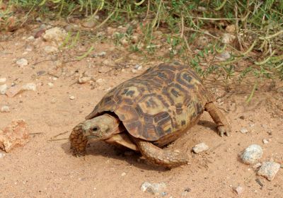 Kinixys spekii – Spekes Gelenkschildkröte