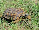 Spekes Gelenkschildkröte, Kinixys spekii, Fundort: Matabeleland, Zimbabwe – © Victor Loehr ➚