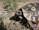 Südostafrikanische Gelenkschildkröte, Kinixys zombensis, ein männliches Exemplar, Fundort: Kwazulu-Natal, South Africa – © Victor Loehr ➚