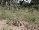 Südostafrikanische Gelenkschildkröte, Kinixys zombensis, ein männliches Exemplar in seinem Habitat, Fundort: Kwazulu-Natal, South Africa – © Victor Loehr ➚