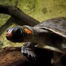 Rotkopf-Schienenschildkröte, Podocnemis erythrocephala, – © Hans-Jürgen Bidmon