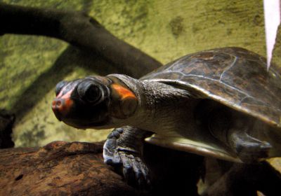 Podocnemis erythrocephala – Rotkopf-Schienenschildkröte