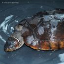 Philippinen-Erdschildkröte, Siebenrockiella leytensis, – © Y. Emerson