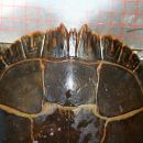 Zierschildkröte, Chrysemys picta, Männchen mit Zacken am vorderen Panzerand als Sexualwaffe – © Patrick D. Moldowan