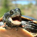 Zierschildkröte, Chrysemys picta, Männchen mit zahnartigen Spitzenfortsätzen an der Hornscheide als Sexualwaffe – © Patrick D. Moldowan