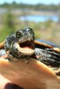 Zierschildkröte, Chrysemys picta, Männchen mit zahnartigen Spitzenfortsätzen an der Hornscheide als Sexualwaffe – © Patrick D. Moldowan