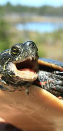 Zierschildkröte, Chrysemys picta, Männchen mit zahnartigen Spitzenfortsätzen an der Hornscheide als Sexualwaffe – © Patrick D. Moldowan