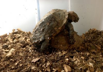 Cuora mouhotii – Dreikiel-Scharnierschildkröte