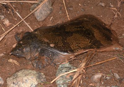 Dogania subplana – Malayen-Weichschildkröte