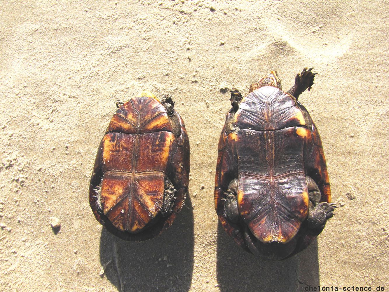 Skorpions-Klappschildkröte, Kinosternon scorpioides, links ein männliches Tier, rechts ein Weibchen – © Larissa Barreto