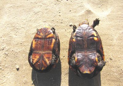 Kinosternon scorpioides – Skorpions-Klappschildkröte