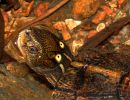 Chinesische Pfauenaugen-Sumpfschildkröte, Sacalia bealei, – © Yik-Hei Sung