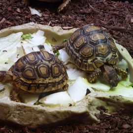 Pantherschildkröte, Stigmochelys pardalis, – © Hans-Jürgen Bidmon