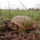Schmuck-Dosenschildkröte, Terrapene ornata, – © Devin Edmonds
