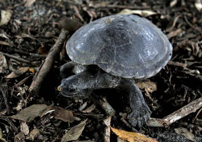 Dermatemys mawii – Tabascoschildkröte