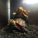 Stachelrand-Gelenkschildkröte, Kinixys erosa, Kopulation im Terrarium – © John Zoran