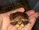 Stachelrand-Gelenkschildkröte, Kinixys erosa, ein Schlüpfling– © John Zoran